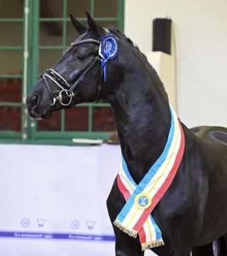 Grey Tonic Stallion Grey Tonic Stallion